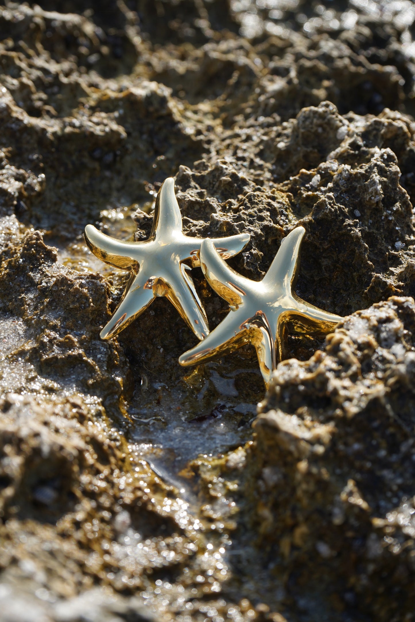 Starfish Earrings